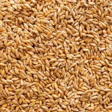 Spelt-2-1024x683