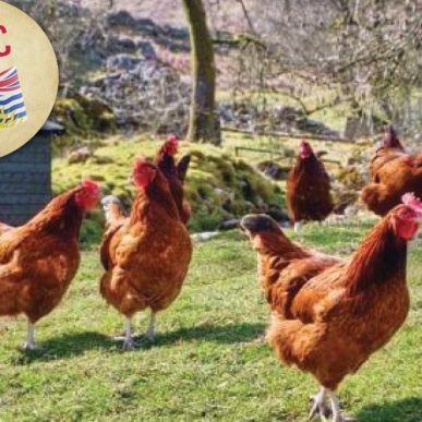 clancys-web-image-vendors-chickens