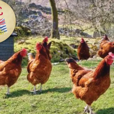 clancys-web-image-vendors-chickens
